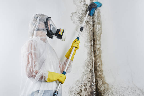 Best Industrial Mold Remediation in North Falmouth, MA