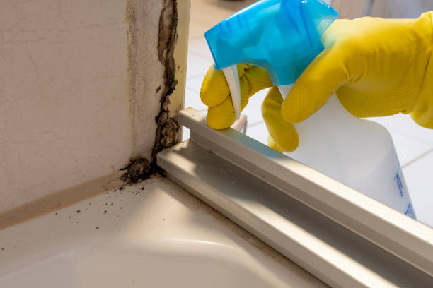 Best White Mold Remediation in North Falmouth, MA