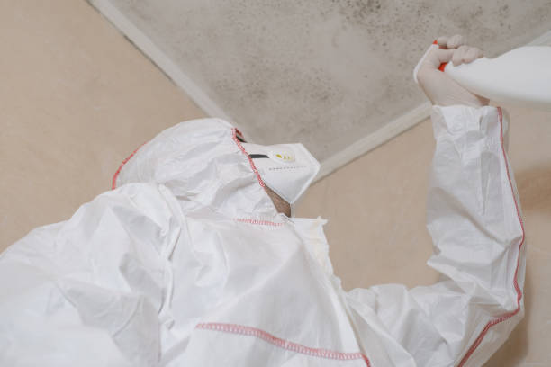 Best Crawl Space Mold Remediation in North Falmouth, MA