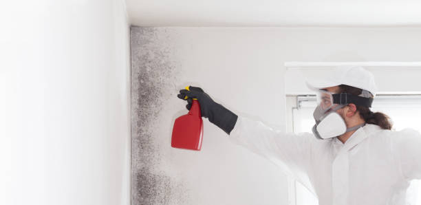 Best Attic Mold Remediation in North Falmouth, MA