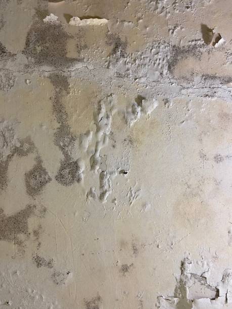 Best Insurance-Related Mold Remediation in North Falmouth, MA