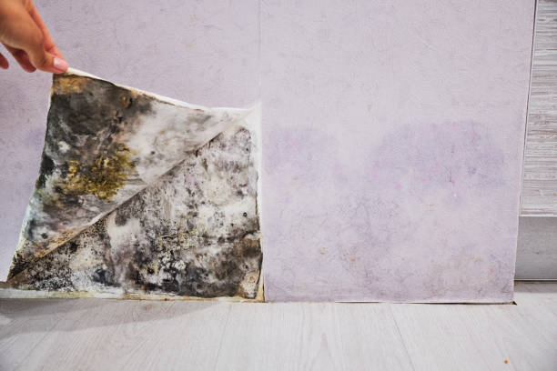 Best Health and Safety Mold Remediation in North Falmouth, MA
